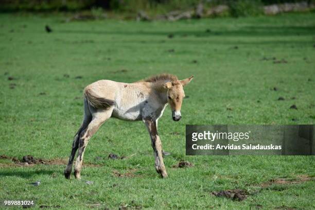 przewalski-fohlen auf wiese. - wiese stock pictures, royalty-free photos & images