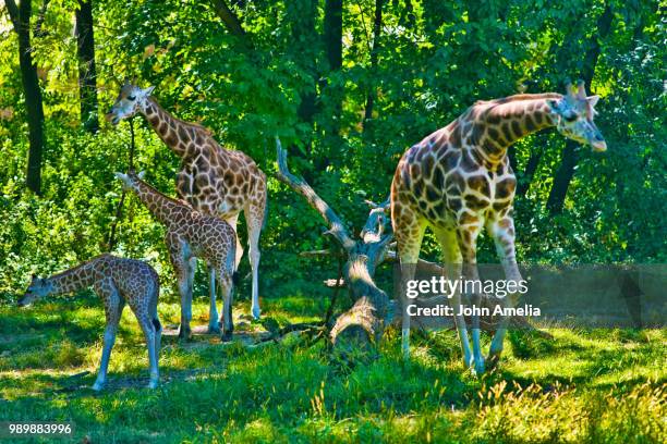 bronx zoo giraffes - bronx zoo foto e immagini stock
