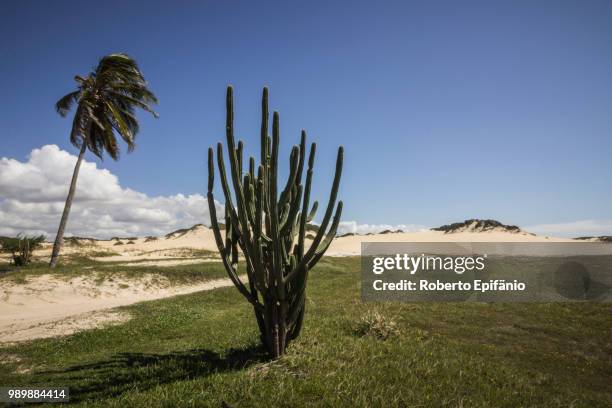 dunas de genipaby, natal, rn brasil - natal rn stock pictures, royalty-free photos & images