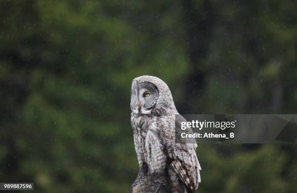in the rain - rain owl stock pictures, royalty-free photos & images