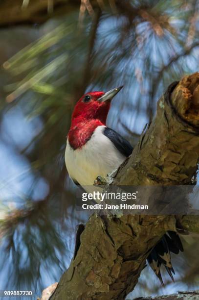red headed woodpecker in pine tree - red pine stock pictures, royalty-free photos & images
