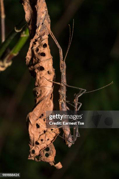 hong kong spiny stick insect mating on dried leaf - mating stock pictures, royalty-free photos & images