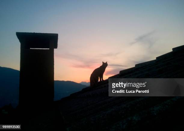 l'ombra del gatto che guarda il tramonto - ombra stock pictures, royalty-free photos & images
