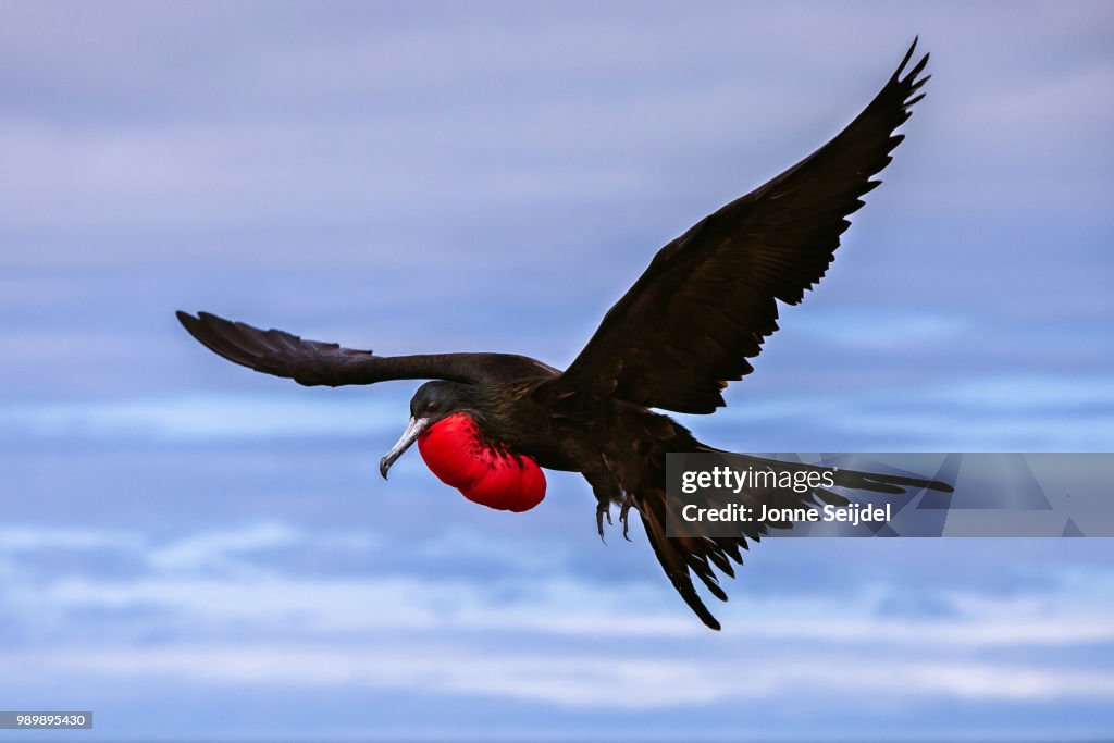 Great frigatebird (Fregata minor) in flight