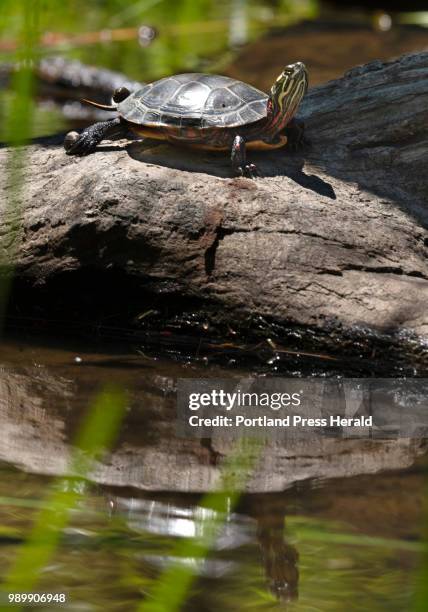 Painted turtle basks in the sun on a log in the Cathance River on Tuesday, June 19, 2018. Access to launch a kayak or canoe in the river is now...
