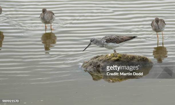greenshank - charadriiformes stock pictures, royalty-free photos & images