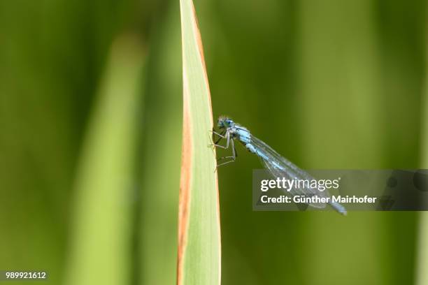 libelle - libelle stock pictures, royalty-free photos & images