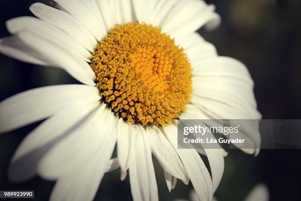 bonjour marguerite - bonjour stock pictures, royalty-free photos & images