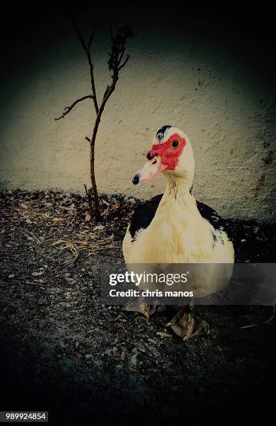 duck freshwater - muscovy duck stock pictures, royalty-free photos & images