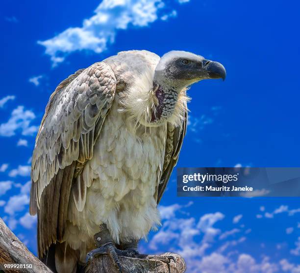 cape vulture portrait - cape vulture stock pictures, royalty-free photos & images