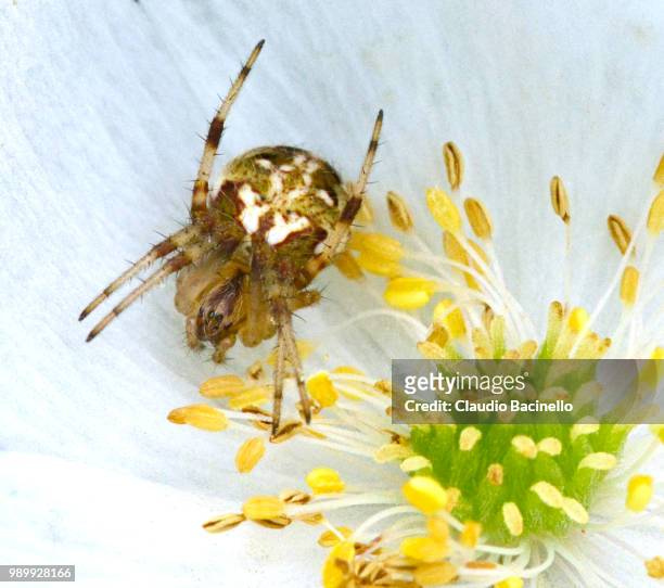 marbled orb weaver spider - orb weaver spider stock pictures, royalty-free photos & images