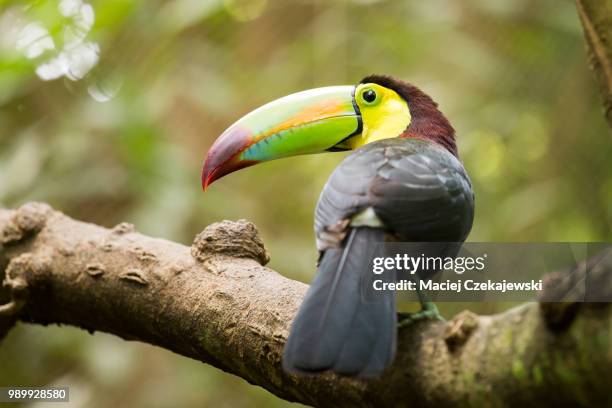 portrait of keel-billed toucan bird - keel billed toucan stock pictures, royalty-free photos & images
