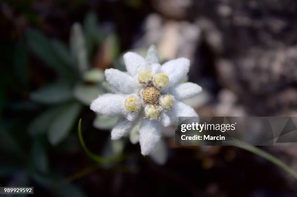 leontopodium alpinum - edelweiss stock pictures, royalty-free photos & images