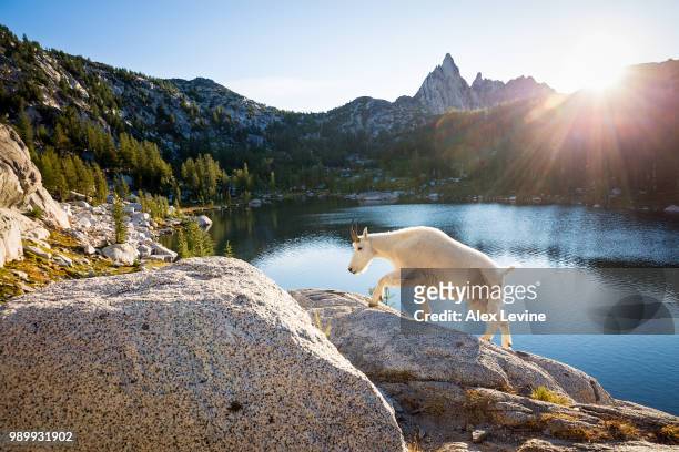 a white mountain goat climbing rocks next to a scenic mountain lake. - climbing a white mountain stockfoto's en -beelden