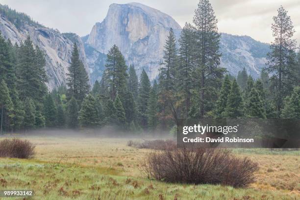 3,377 David Pines Stock Photos, HighRes Pictures, and Images Getty