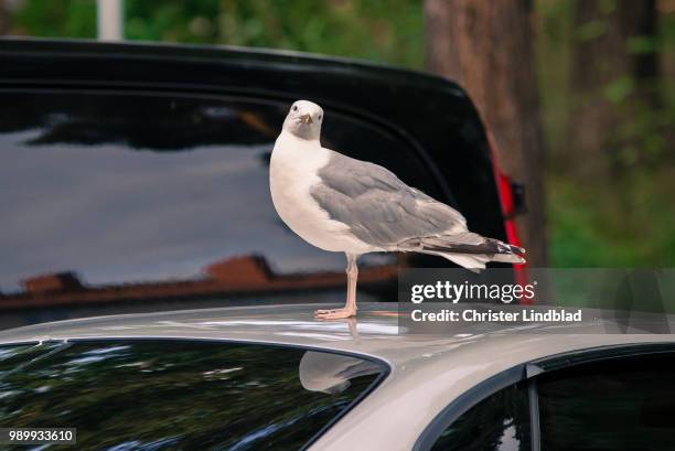 bird on a roof - perching stock pictures, royalty-free photos & images