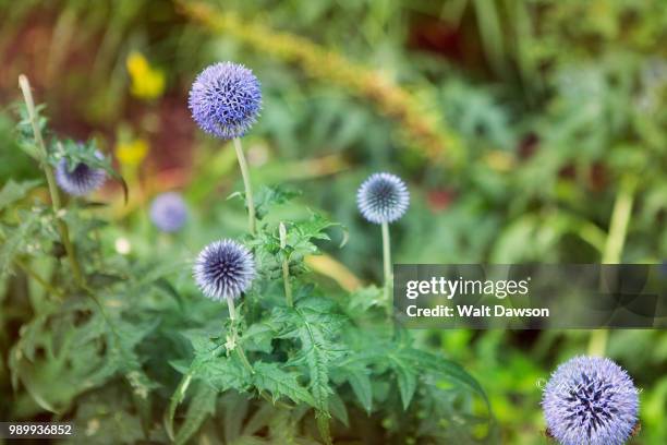 mill creek - globe thistle stock pictures, royalty-free photos & images