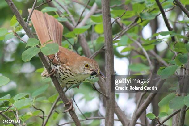 brown thrasher bringing home "the bacon - bringing home the bacon stock pictures, royalty-free photos & images