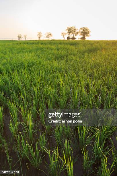 rice fields - arnoun stock pictures, royalty-free photos & images