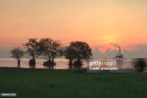 rice fields - arnoun stock pictures, royalty-free photos & images