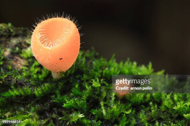 mushroom - arnoun stock pictures, royalty-free photos & images