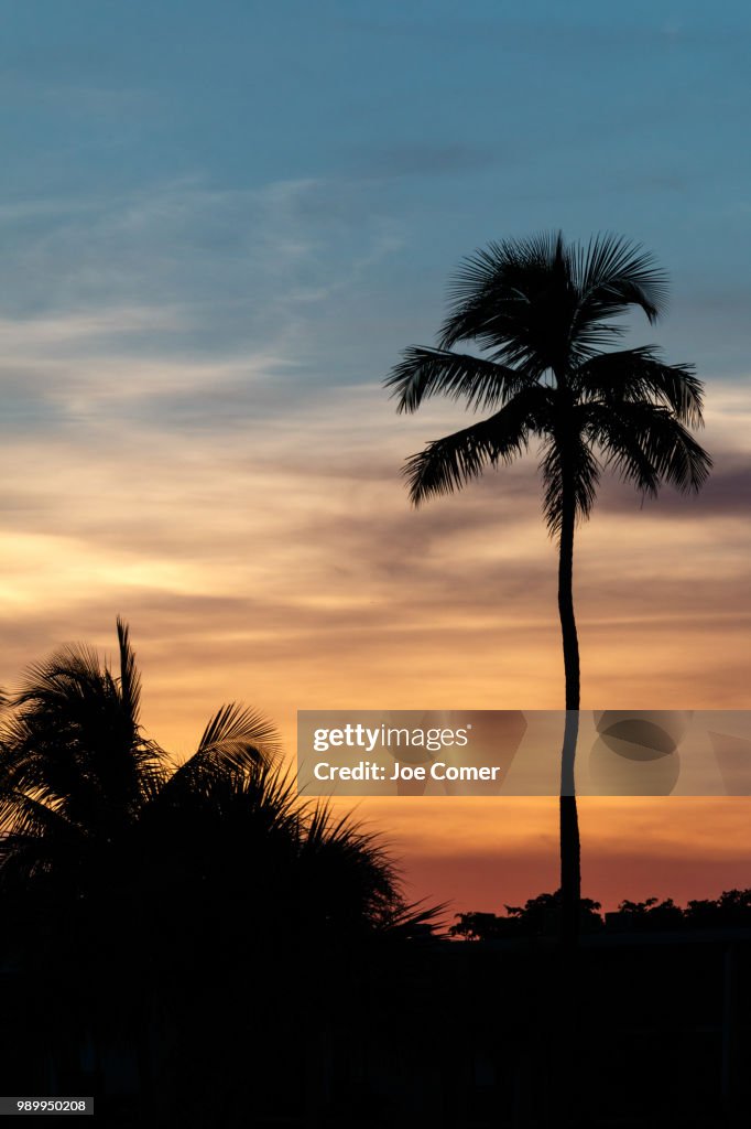 Palm Tree Sunset