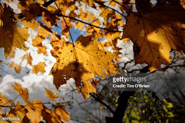 sunlight shining through yellow autumn leaves. - tim obrien stock-fotos und bilder