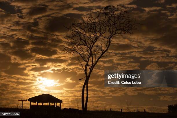 quinta do bosque - castanhal-pa - bosque stock pictures, royalty-free photos & images