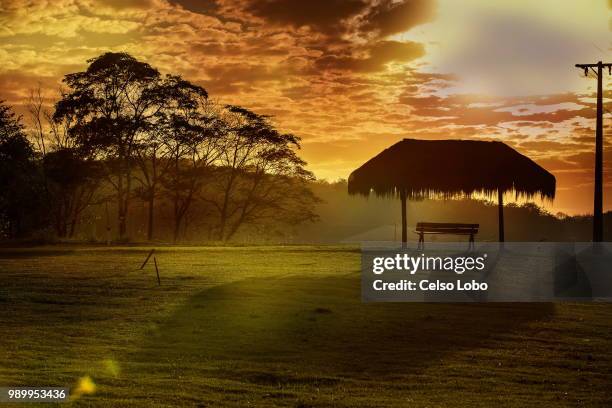 quinta do bosque - castanhal-pa - bosque stock pictures, royalty-free photos & images