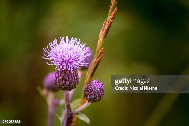 blumen diestel - blumen stock pictures, royalty-free photos & images