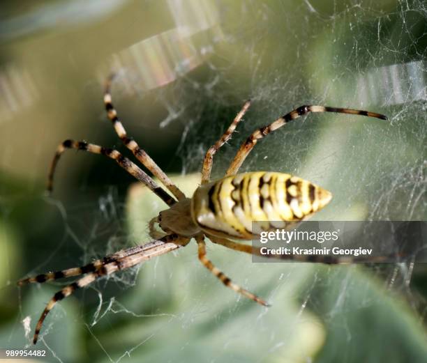 yellow spider - getingspindel bildbanksfoton och bilder