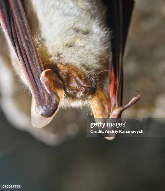 Bat Math Larva 42 Bat Moth Stock Photos, High-Res Pictures, and Images - Getty Images