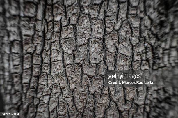 tree bark - radicella foto e immagini stock