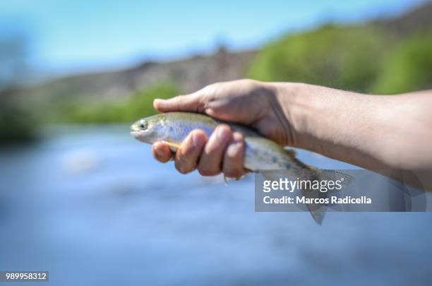 fish held by hand - radicella fotografías e imágenes de stock