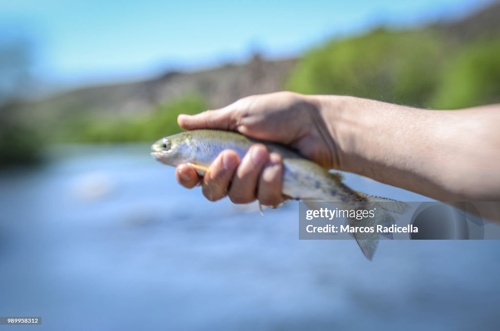 Fish held by hand