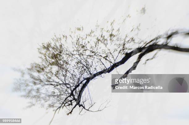 tree branch - radicella foto e immagini stock