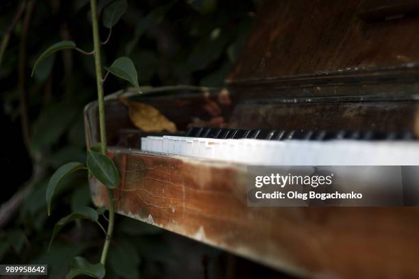 la musique de nature - ébène photos et images de collection