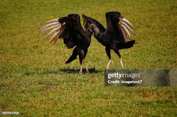 two black vultures in mating ritual - mating stock pictures, royalty-free photos & images