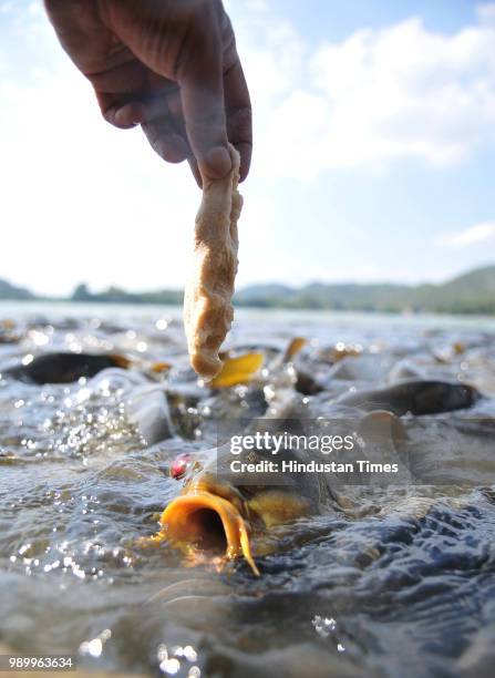 Tourist feeds a Common Carb at Mansar lake on July 2, 2018 about 50 kms from Jammu, India.