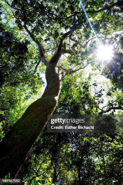 Esther E Wood Fotografías e imágenes de stock Getty Images