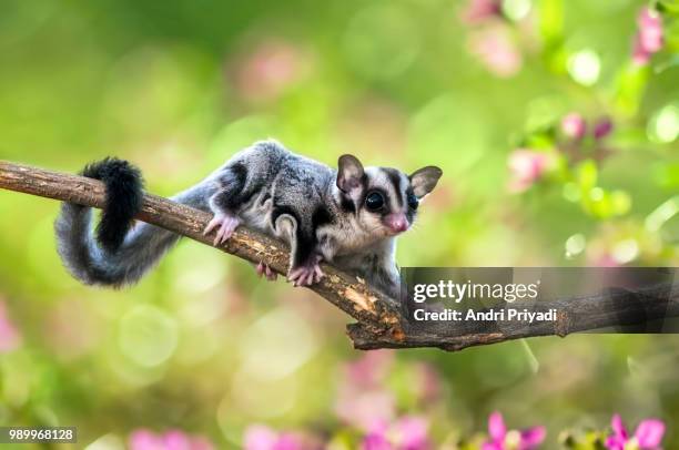 sugar glider - sugar glider stock pictures, royalty-free photos & images