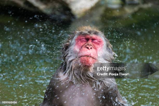 monkey summer splash - pooja stock-fotos und bilder