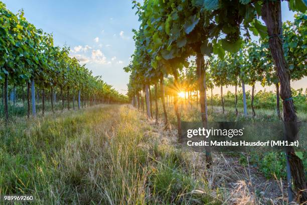 wine yard sunset - weingarten sonnenuntergang - sonnenuntergang photos et images de collection
