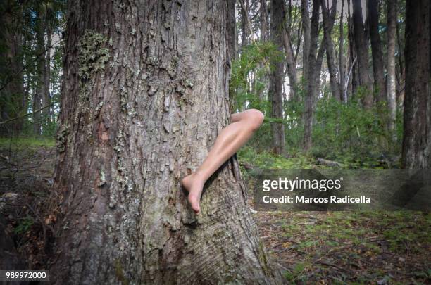 leg pocking out of tree - radicella stock-fotos und bilder
