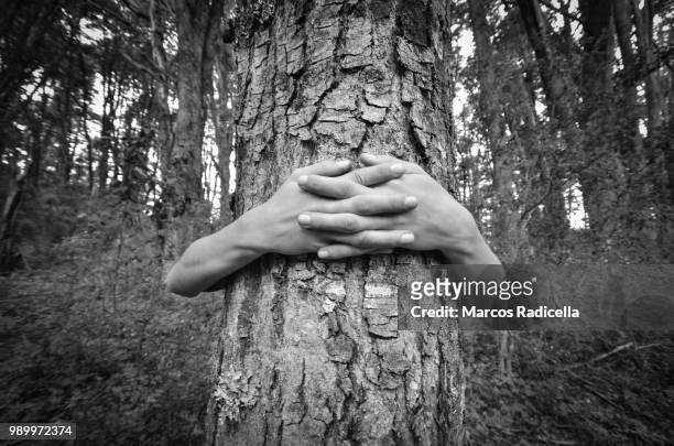 hands embracing tree - radicella stock-fotos und bilder