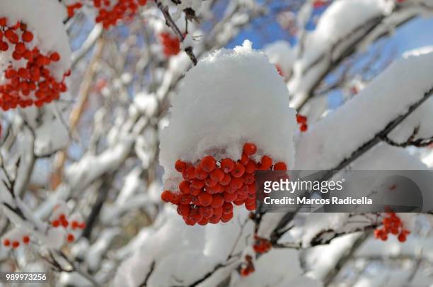 rowan berries in winter - radicella fotografías e imágenes de stock
