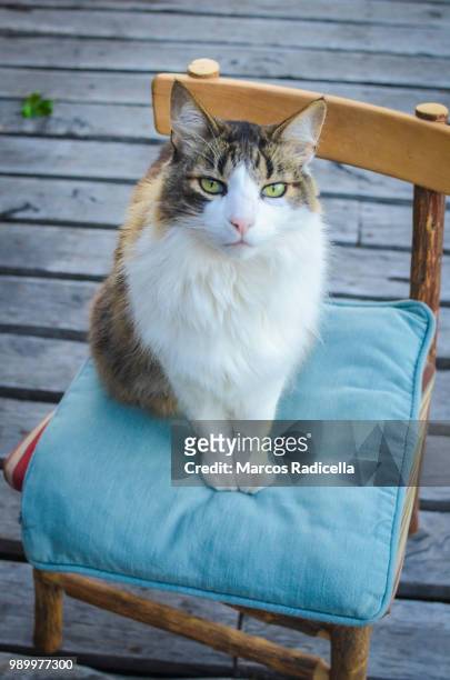 cat sitting on a chair - radicella foto e immagini stock