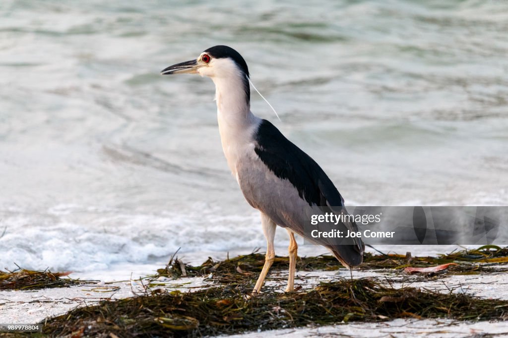 Black Crowned Night Heron
