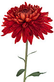 Red chrysanthemum flower head