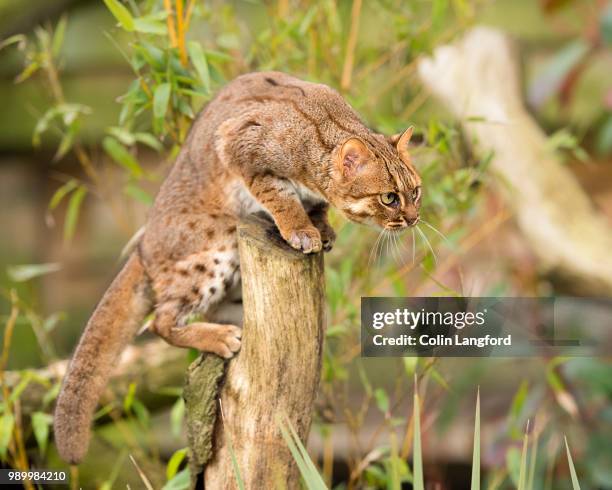 98 Rusty Spotted Cat Stock Photos, High-Res Pictures, and Images ...
